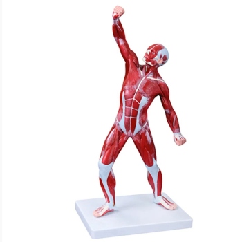 50CM Human Muscle Model Male (1 Part)